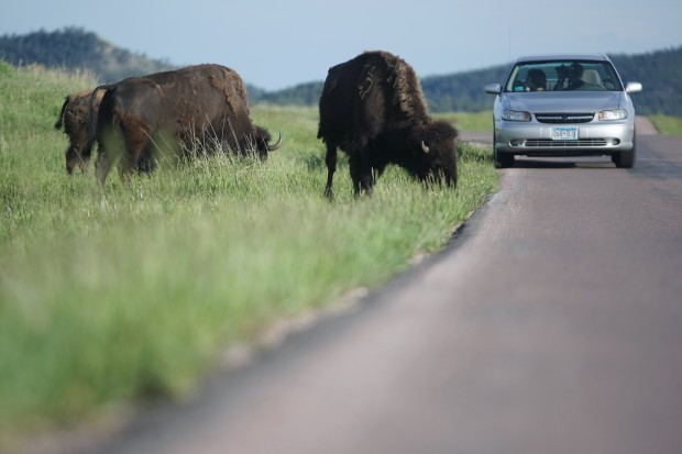 053110.wildlife1.jpg